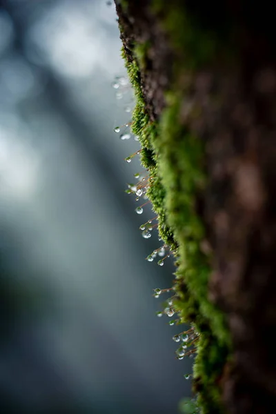 Selective Focus Dew Green Moss Pine Trunks See Wet Rainy — Stock Photo, Image