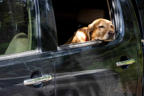 Zavallı köpek siyah bir arabanın arka koltuğunda sıkıştı. Zavallı kahverengi labrador pencereden dışarı bakıyor.