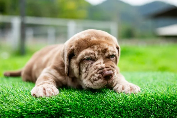 Puppy Licht Bruin Wit Schattig Vet Het Groene Gazon Napolitaanse — Stockfoto