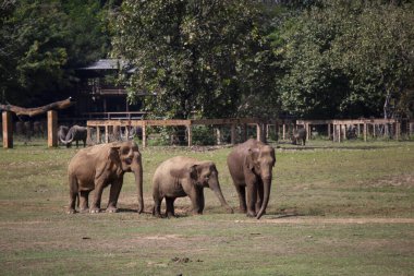 Tayland 'da bir fil çiftliğinde Asya filleri. Yazmak için geniş bir alan var..