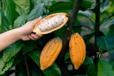 Büyük bir kakao çiftçisinin elindeki parlak sarı kakaonun beyaz posası Tayland çiftliği çiftliğinde olgunlaşıyor. Taze yeşil yaprak arkaplanı Metin için boşluk var.