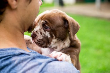 Kafasından vurulmuş şirin bir köpek yavrusu, açık kahverengi, beyaz, sevgiyle taşınıyor. Napolitan Mastiff ve Bandog karışımı köpek yavruları