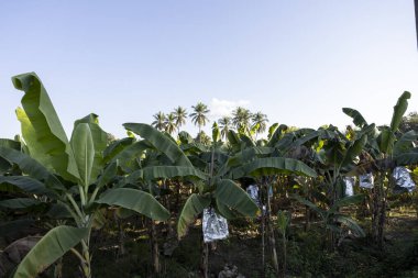 Kuşlara karşı korunmak için muz ve muz kabuğu ve muz kabuğunu güzel tutmak için güneş ışığı. Tayland 'da bahçeler