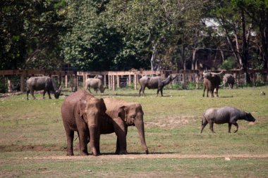 Tayland 'da bir fil çiftliğinde Asya filleri. Yazmak için geniş bir alan var..