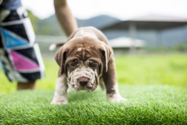 Yavru köpek açık kahverengi şirin yağ yeşil çimenlikte Napolitan Mastiff köpek yavruları Bandog ile karışır.