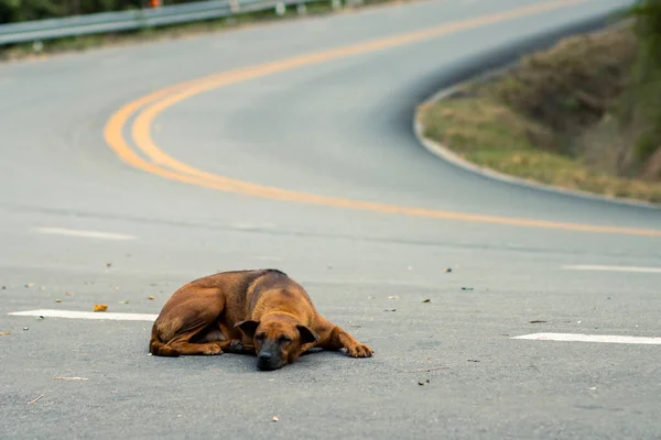 Sokakta yatan seçici sokak köpeği mesaj için yer var. Yolda araba kullanmanın tehlikesi..