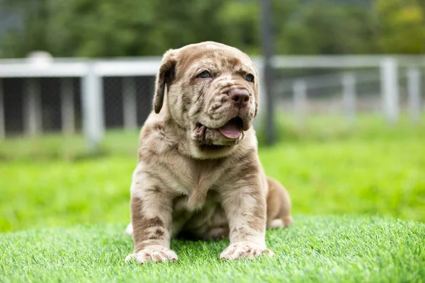 Cachorro Luz Marrom Branco Bonito Gordura Gramado Verde Napolitano Mastim — Fotografia de Stock