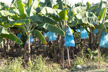 Kuşlara karşı korunmak için muz ve muz kabuğu ve muz kabuğunu güzel tutmak için güneş ışığı. Tayland 'da bahçeler