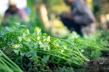seçici odak yeşil kişniş Tayland 'daki çiftçi tarlalarında olgunlaşır