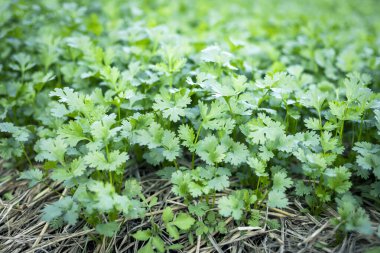 seçici odak yeşil kişniş Tayland 'daki çiftçi tarlalarında olgunlaşır