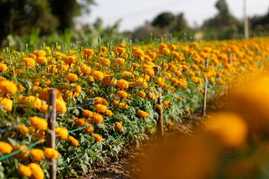 Bahçedeki portakal kadife çiçeklerine dikkat edin çünkü çiçekler tamamen çiçek açmış turuncu prens gövdesi güçlü ve sıkıdır. Aynı zamanda çiçek de her mevsime ekilebilir.