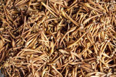 Birçok Kaempferia yerde. Kaempferia doğal olarak büyür ve köylüler ormanı satar. Tayland 'da birçok tıbbi özelliği olan bitkiler.