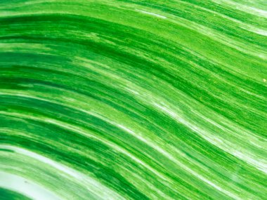 Seçici odak noktası muz yaprakları muz bitkisinin yaprakları alternatif yeşil ve beyaz. benekli muz yaprağı arkaplan resmi