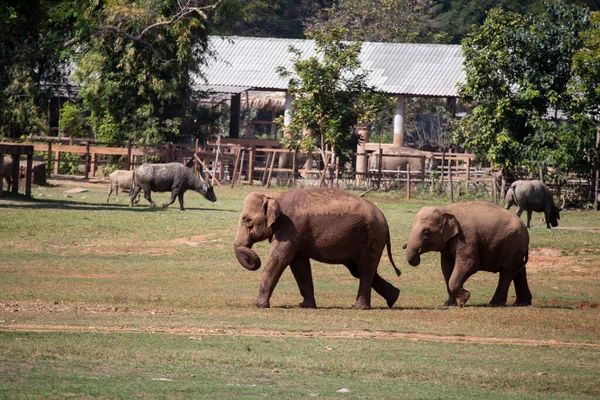 Tayland 'da bir fil çiftliğinde Asya filleri. Yazmak için geniş bir alan var..