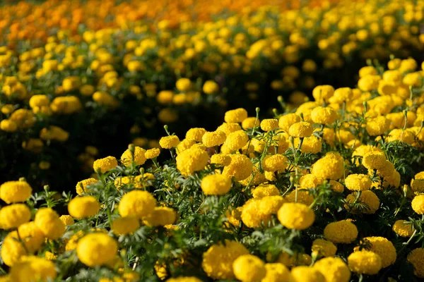 Enfoque Selectivo Las Caléndulas Amarillas Jardín Flores Están Creciendo Plena — Foto de Stock