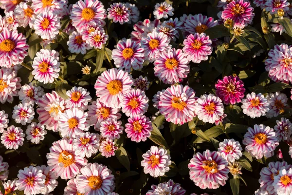 seçici odak zinnia beyaz, pembe, sarı, güzel zinnia Zinnia çifte Zahara ahududu dalgası için yer var.