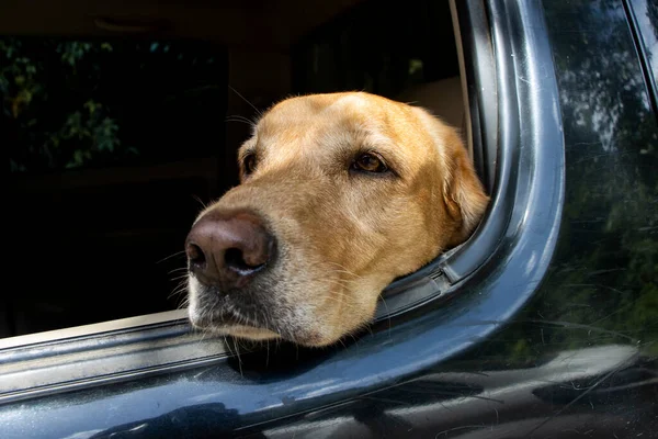 Zavallı köpek siyah bir arabanın arka koltuğunda sıkıştı. Zavallı kahverengi labrador pencereden dışarı bakıyor.