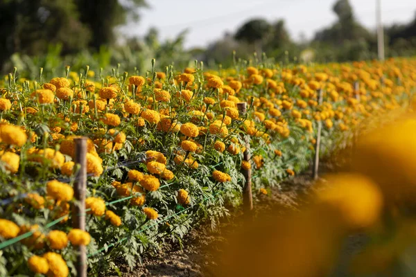 Messa Fuoco Selettiva Calendule Arancioni Giardino Perché Fiori Sono Piena — Foto Stock