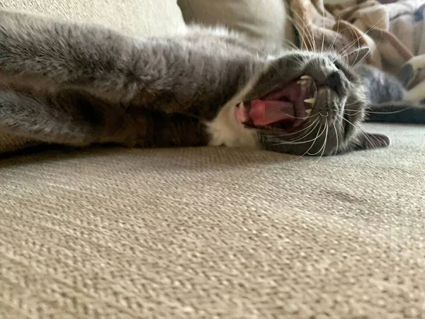 Grey white cat lying stretched on a beige tissue sofa near a blanket and yawning