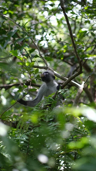 Macaco Selva Zanzibar — Fotografia de Stock