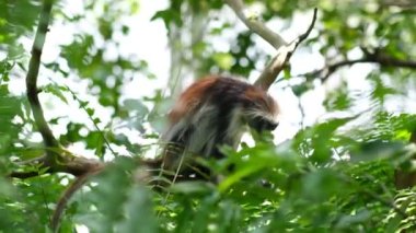 Ağaçların arasındaki yağmur ormanlarındaki maymun.