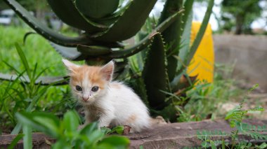 Bahçedeki küçük kedi.