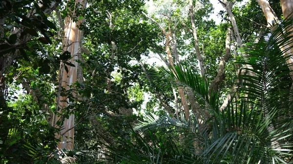 Jungle Zanzibar Palm Trees — Stok fotoğraf