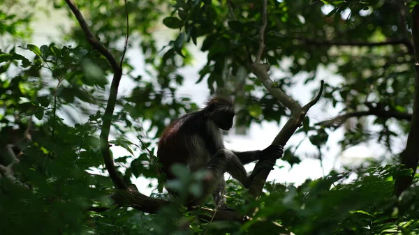 Monkey Forest Trees — Fotografia de Stock