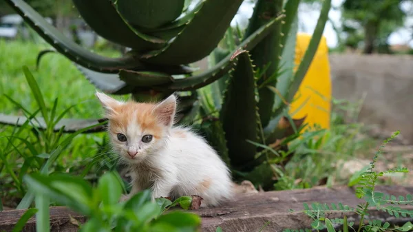 Bahçedeki küçük kedi.