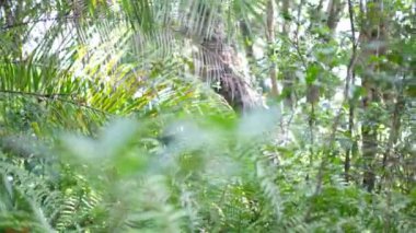 Zanzibar 'da orman, yağmur ormanı, yeşil çevre