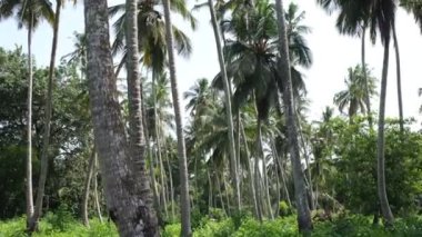 Orman, yağmur ormanları Zanzibar 'da, palmiye ağaçları