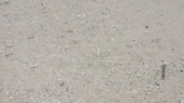 footage of a sandy beach and clear ocean