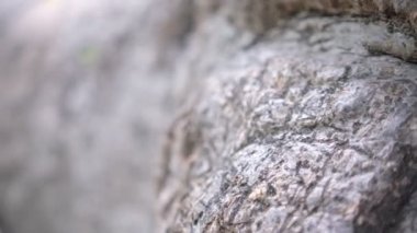 Zanzibar kayalarının yan görüntüsü.