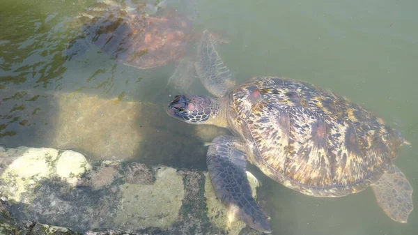 turtles swimming in the river