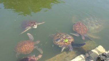 Kaplumbağalar nehirde yüzüyor.