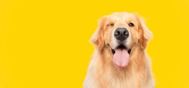 Golden Retriever köpeği göz kırpan mutlu sarı arka planda izole edilmiş