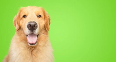 Golden Retriever Köpek gülümseyen yeşil arka plan evcil hayvan stüdyo fotoğrafı izole