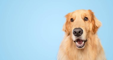 Mavi arka planda izole edilmiş Golden Retriever köpek ifadesi çok komik.