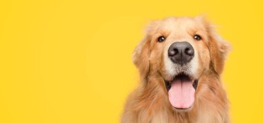 Mutlu yetişkin Golden Retriever köpeği izole edilmiş sarı arka planda gülümsüyor.