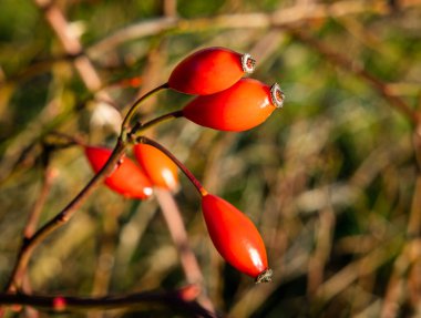 Gül kalçalar yol boyunca