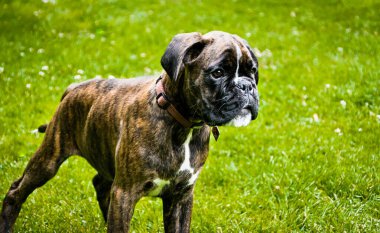 Genç köpek seyahate çıktı.