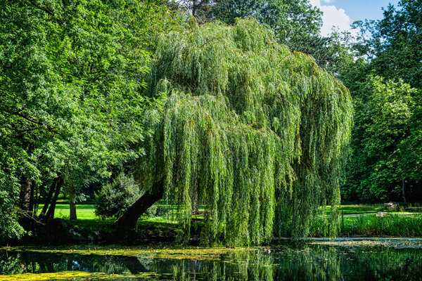 Weeping willow by the pond