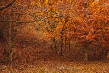 Sabahleyin AUTUMN 'DA BİR HAVA. HAYEDO DE MonTEJO, İSPAN