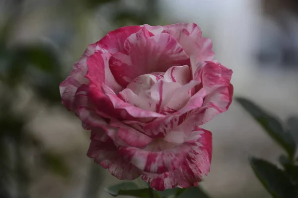 Uma Flor Floresce Atrás Escola — Fotografia de Stock