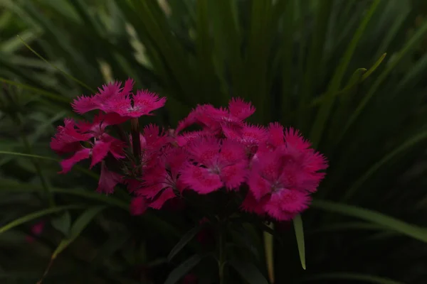 Cottage Pink Dianthus Plumarius Known Wild Pink Plant — Stockfoto