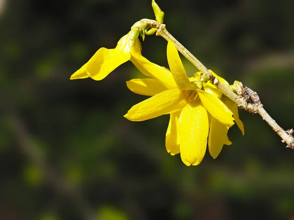 Hermosas Flores Amarillas Primavera Fondo Borroso Forsythia Suspensa — Foto de Stock