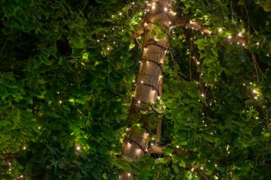 Ağaç gövdesindeki küçük ışıklar