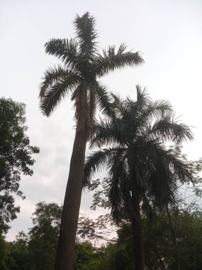 Gökyüzü olan bir parkta ağaç