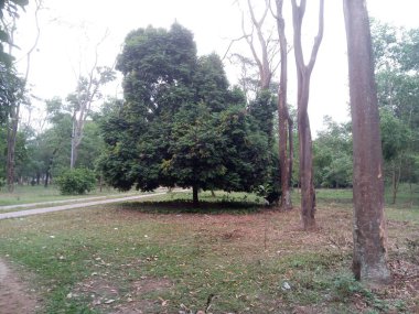 Gökyüzü olan bir parkta ağaç