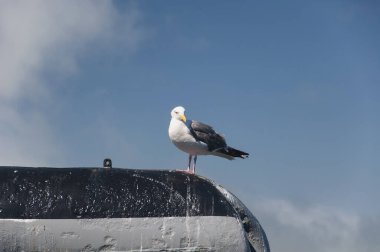 Güneşli bir günde San Francisco 'da bir geminin pruvasında yalnız bir martı..  